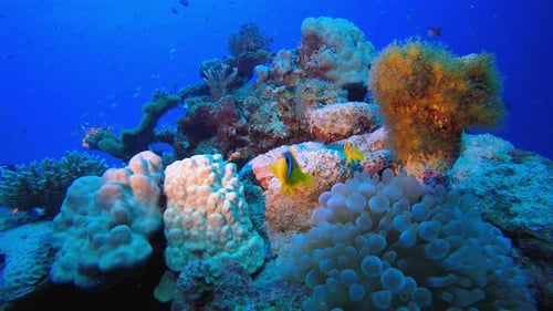 Underwater Sea Coral Reef Clownfish