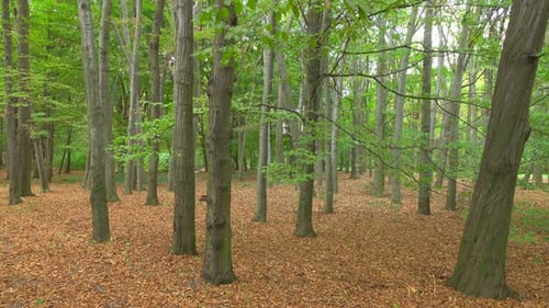 Trees 4K
