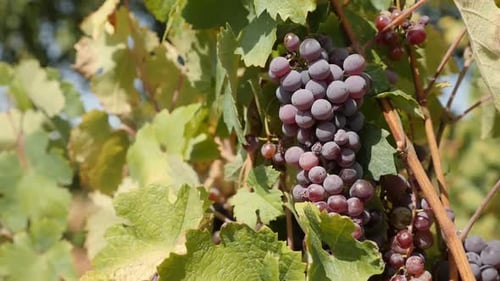 Vidéo HD au Ralenti sur les fruits de Vitis vinifera de saison 1920 x 1080 - Gros plan sur une vigne commune violette
