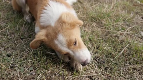 Dog Chewing Bone Outside on Grassy Lawn