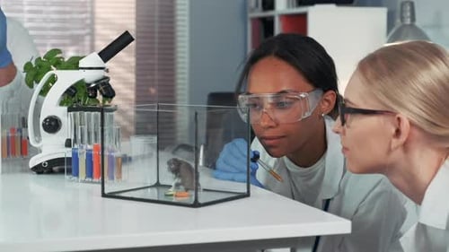 Scientists Conducting Animal Experiment in a Laboratory