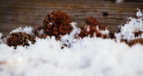 Pine Cones in Snow Close Up