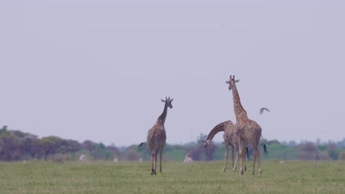 Giraffes walking on the grass field in Nxai Pan, Botswana - Nature Concept - Wide Shot