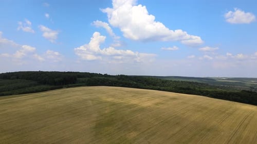 Aerial Landscape View of Yellow Cultivated Agricultural Field with Ripe Wheat on Bright Summer Day