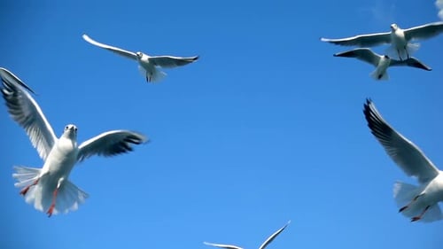 Seagulls Flying High in a Brilliant Blue Sky