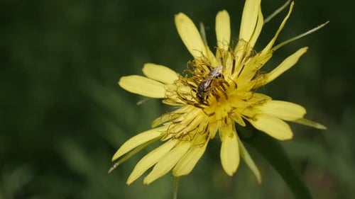 Flacher DOF der gelben Wiese Schwarzwurzel Blume 4K 2160p 30fps UltraHD-Aufnahmen - Tragopogon pratensis pl
