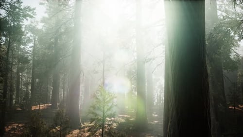 Sunset on the Giant Forest, Sequoia National Park, California