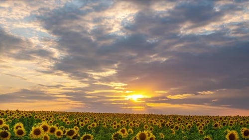 Sonnenuntergang über einem Feld mit Sonnenblumen