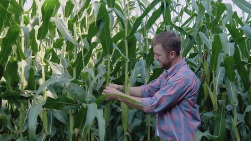 A Young Happy Farmer Examines a Head of Corn in His Field