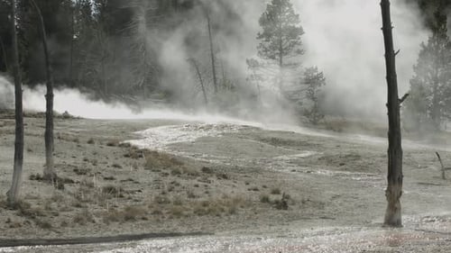 Steam rising near a forest
