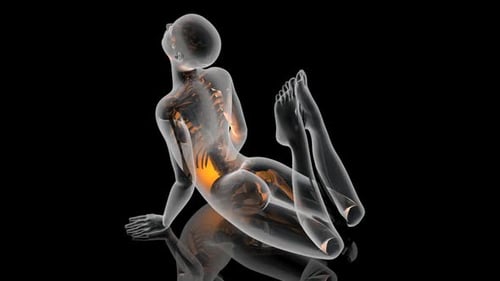 3D Transparent Human Body in Yoga Pose with Spine Animation