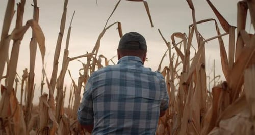 Rear View Farmer Walks Among Tall Corn Plants in Field