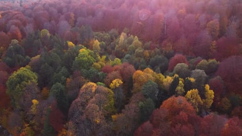 Autumn in the mountain forest. Autumn colors in forest aerial view.