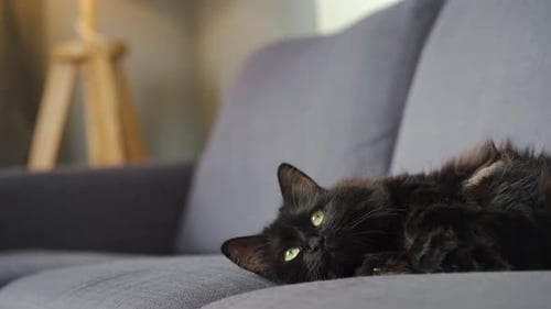 Lovely Black Fluffy Cat with Green Eyes Lies on the Couch and Watches the Object Behind the Scenes