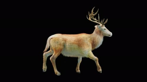 Deer Walk 4K