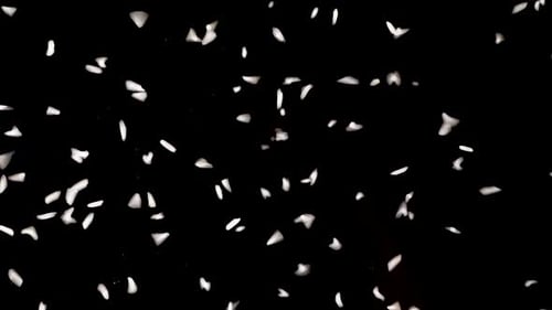 Rice grains dropping from the dark in to the light straight down in front of a black isolated backgr