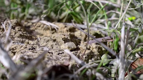 Black ants crawling on rock in natural grassy environment, macro shot