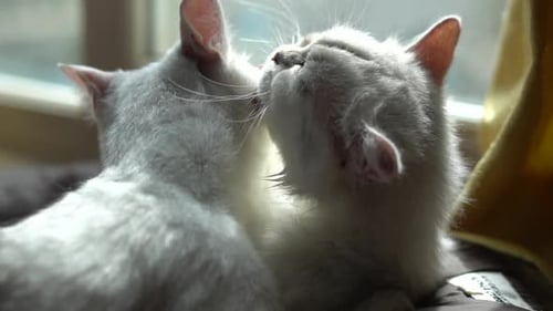 Two Fluffy Cats Grooming Each Other Indoors