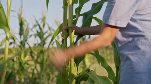 Woman Gardener Farmer Picking Corn Sunset Summer Day Eco Farm