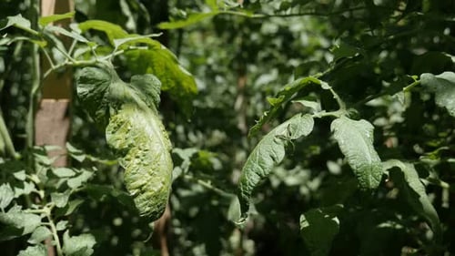 Cultivated Solanum lycopersicum shallow DOF 4K 2160p 30fps UltraHD footage - Tomato plant leaves in