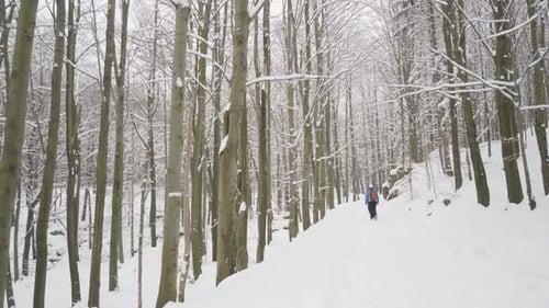 A Couple of Hikers Walk Up a Track in a Snowcovered Forest in Winter