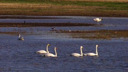 White Swans and Various Minor Birds in Harmony at Lake.
