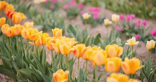 Blühende Tulpen auf dem landwirtschaftlichen Feld