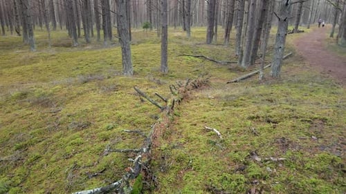 Arbres forestiers
