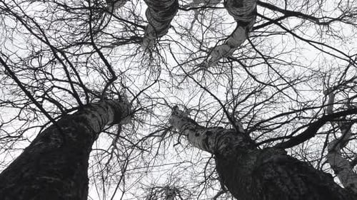 Trees 4K