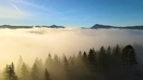 Aerial view of foggy green pine forest with canopies of spruce trees in autumn mountains.