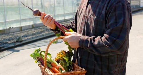 Man Inspecting Harvested Vegetables From Garden in Daylight