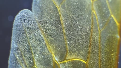 Insect Wings