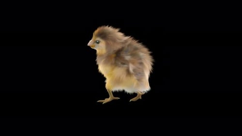 Adorable Baby Chick Walking Loop Animation