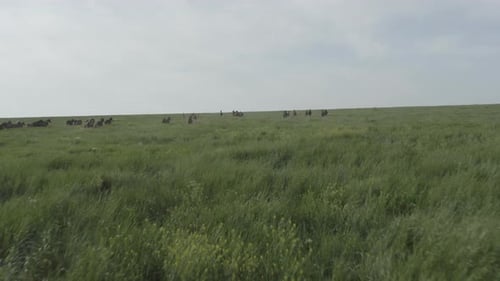 Wildpferde laufen Staub unter den Hufen hervor