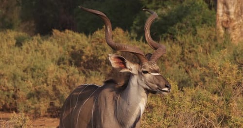 Greater Kudu, tragelaphus strepsiceros, Male standing in Bush, Samburu park in Kenya, Real Time 4K