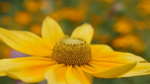 Rudbeckia hirta Irish Spring flower petal details in the garden 4K 3840X2160 30fps UltraHD footage