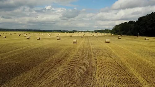 Hay Bales On The Field. Golden hay bales in the countryside