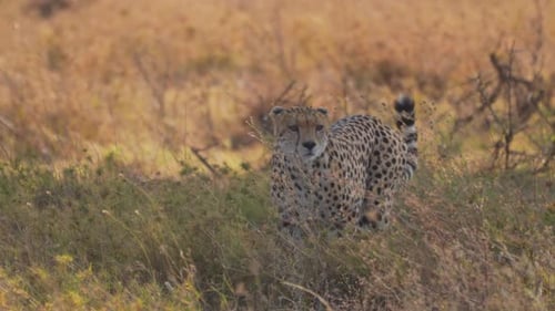 Cinematic and epic shot of wild cheetah. The big 5 feline looking for hunt prey walking forward in t