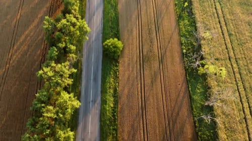 Drohnenflug aus der Luft über Asphaltstraße mit grünen Bäumen zwischen Weizenfeldern