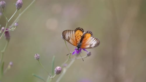 Butterfly on a purple clover flying away