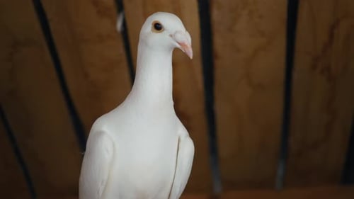 White Homing Pigeon Perched on Wood