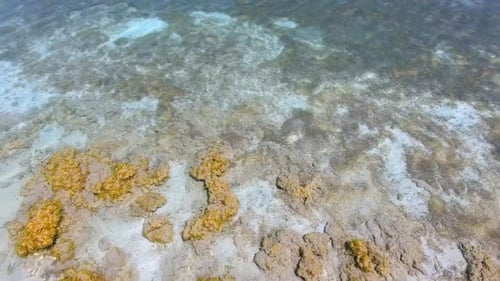 White Sandy Coral Reef in the Clear Turquoise Light Blue Sea of the Tropical Coastline