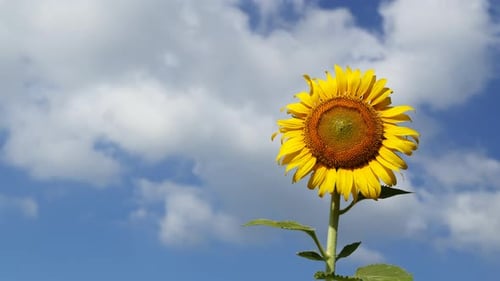 4k Timelapse of sunflower with blue sky and cloud