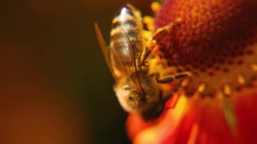 Bee Collects Pollen on a Red Flower, Close-Up