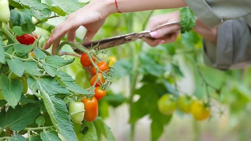 Hands Harvest Tomatoes from Garden with Scissors