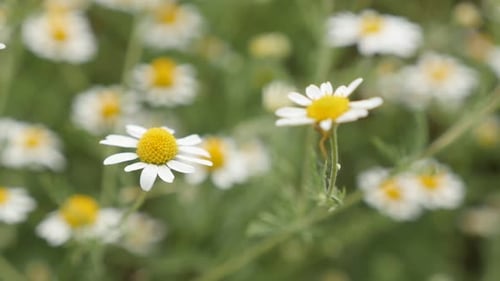 Heraceous common Chamomile white spring flowers close-up 1920X1080 HD footage - Matricaria recutita