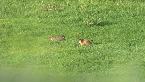 Deux marmottes mâles se poursuivent avant le combat