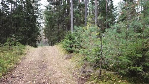 Herbst Im Wald 13