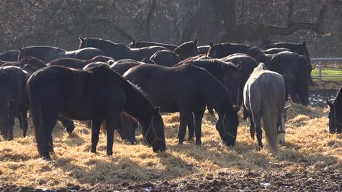 Horses Grazing Together in a Rural Pasture