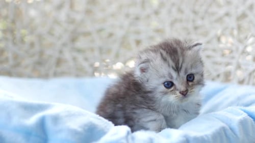 Close Up Of Scottish Kitten Sitting On Bed